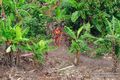 Tribus-aisladas-amazonas-3